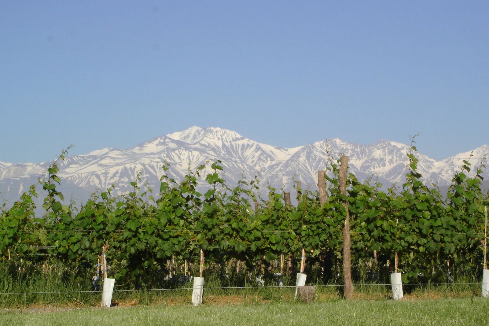 Mendoza Hoteles en Mendoza Travel Turismo AlojamientoMAIPÚ, VINOS Y